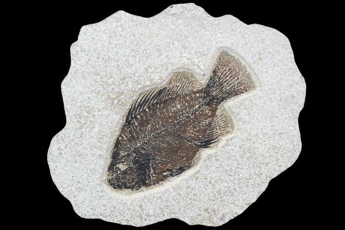 Cockerellites (Priscacara) Fossil Fish - Hanger Installed #88771